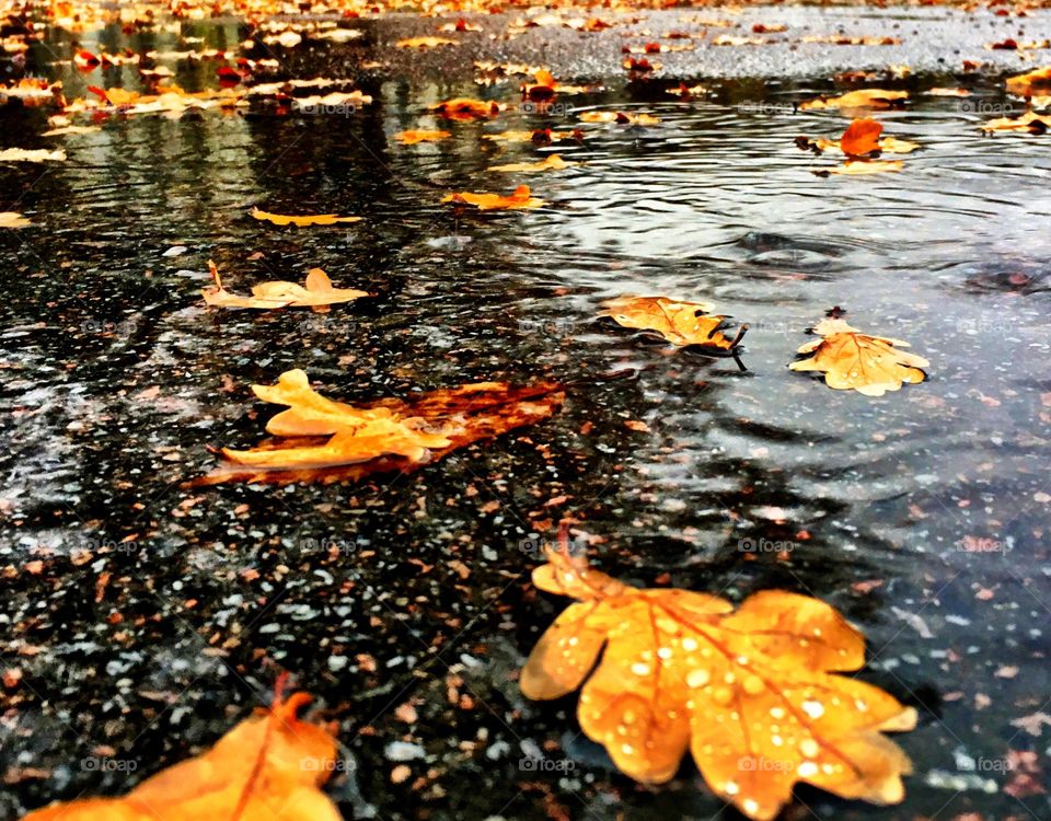 Autumn leaves floating on water