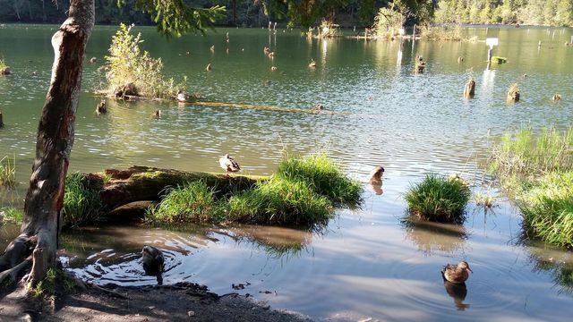 Birds