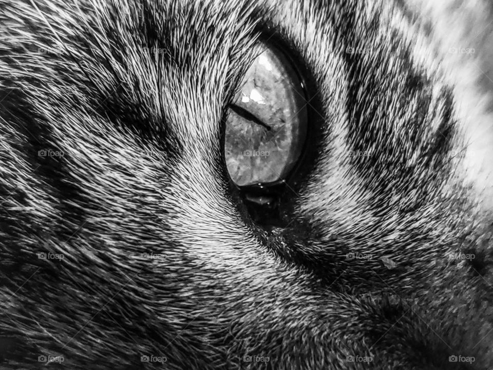 Black and white photo of a macro of a feline eye and surrounded by fur.