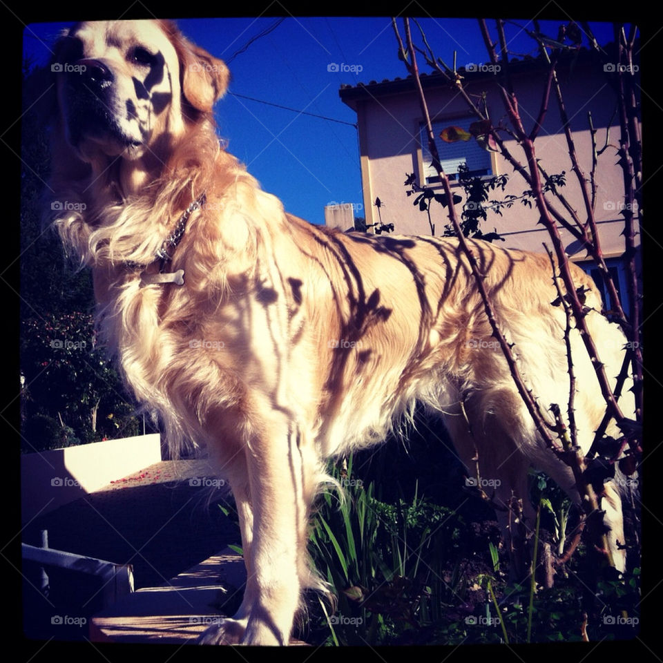 garden pretty shadow dog by Zita