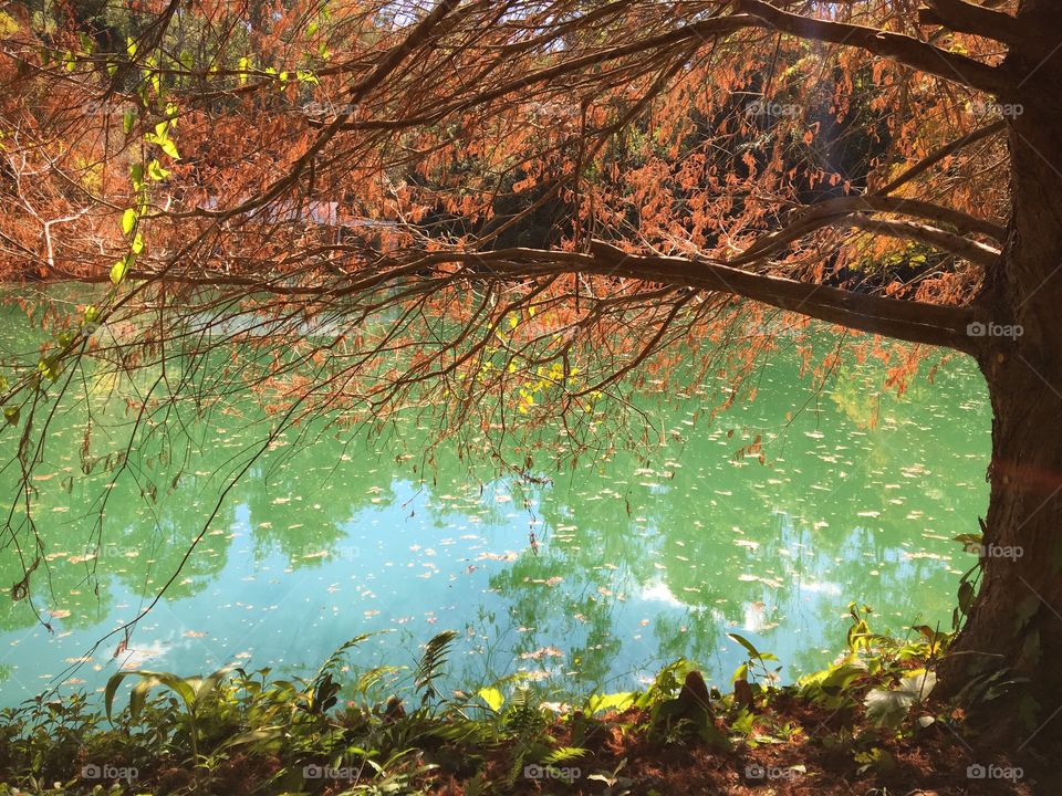 Autumn in the park of Inhotim in Brazil