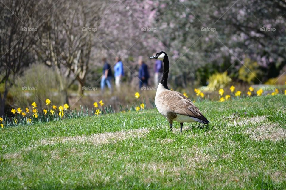 Canadian Goose