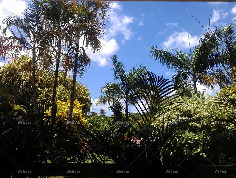 tropical garden. garden with palm trees and tropical plants