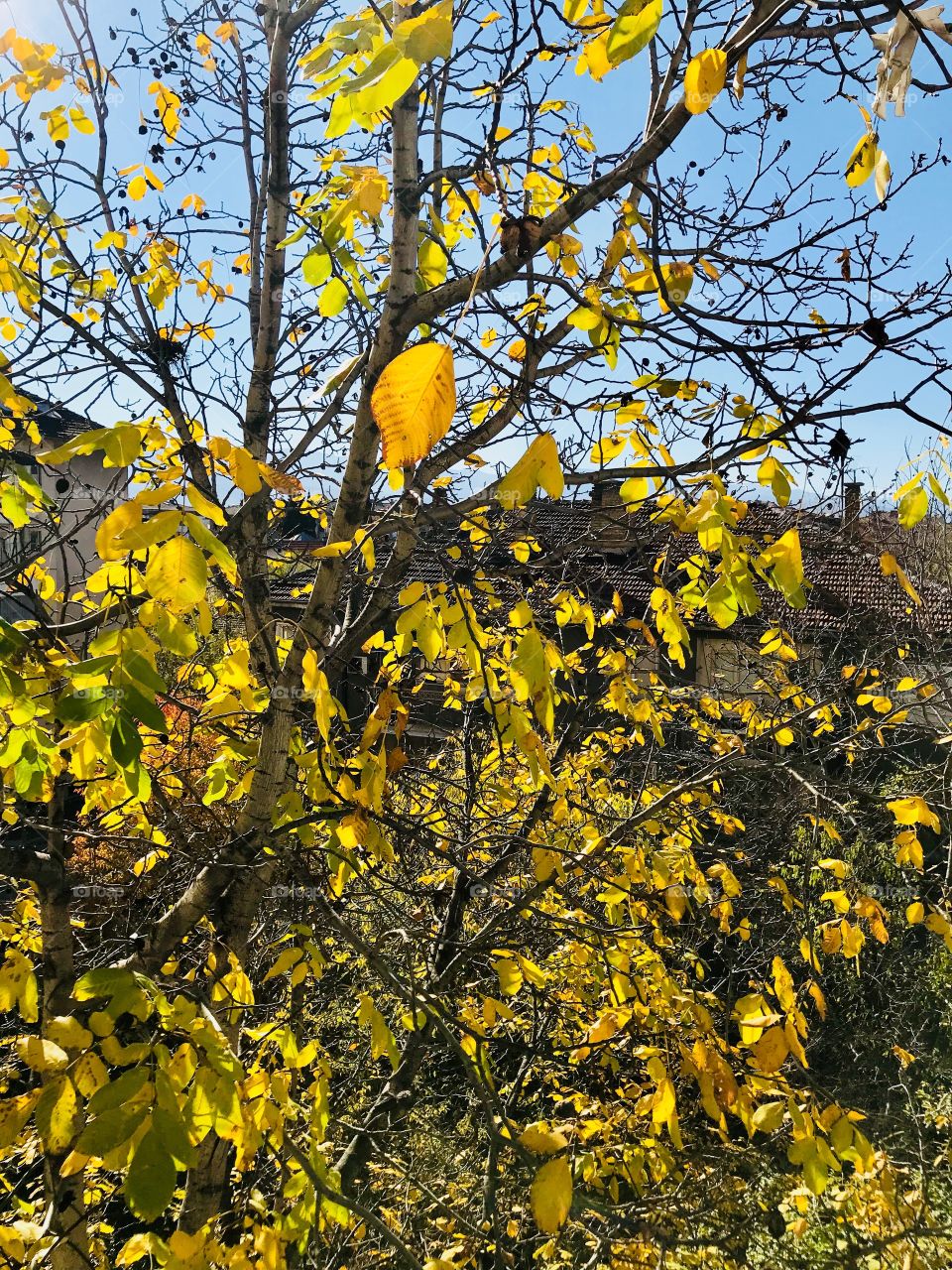 ....no leaves remained on the walnut