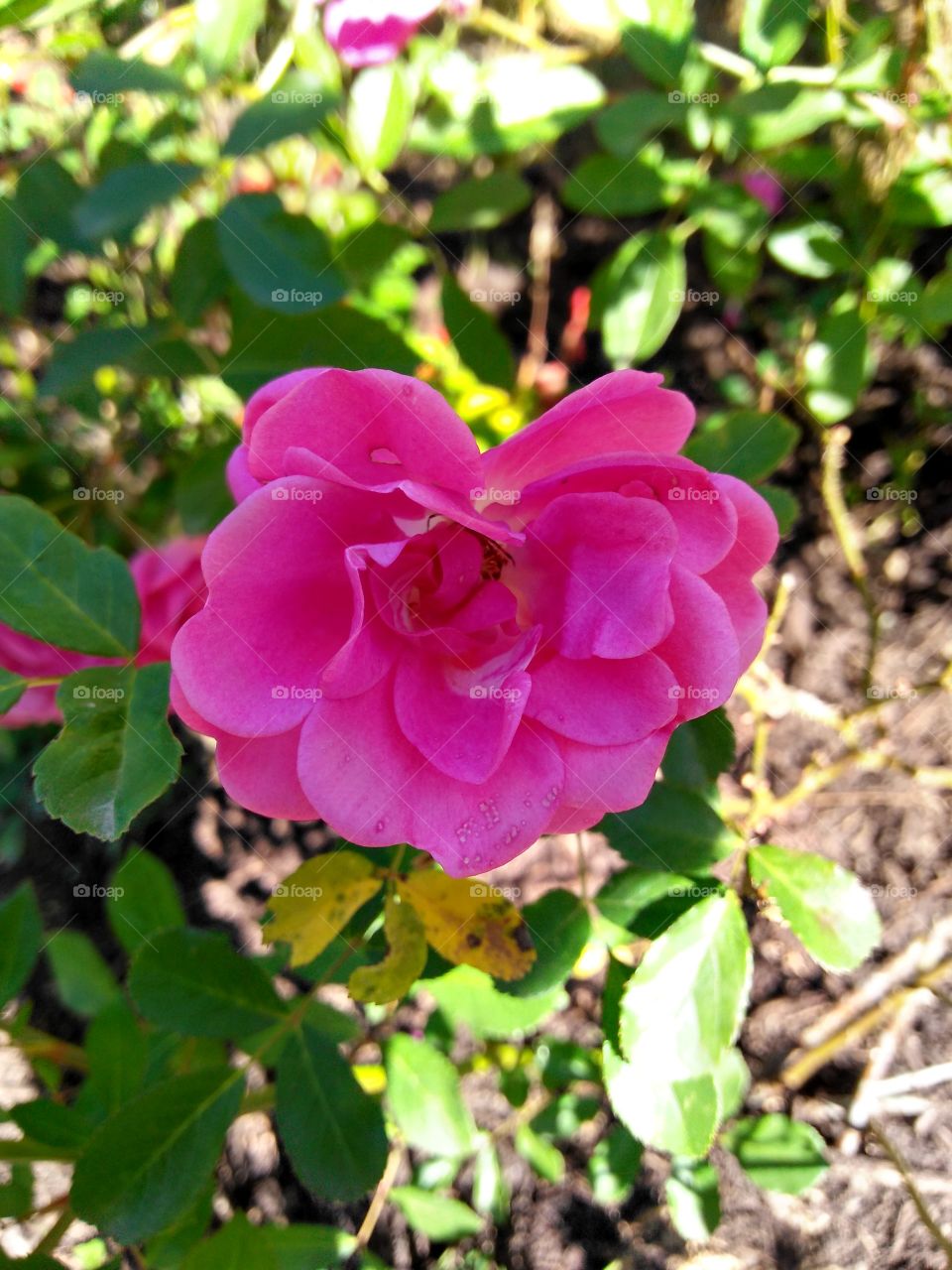 rosa em um jardim,Rio dos Cedros SC