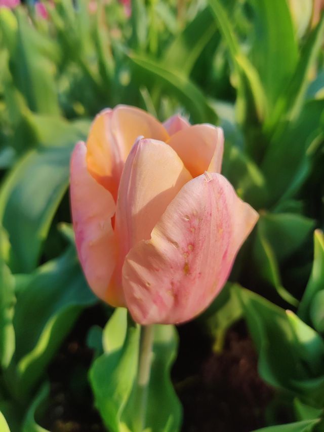 beauty of Tulip 🌷🌷🌷🌷