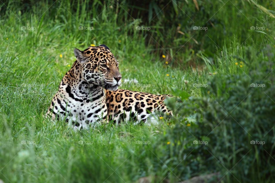 A leopard is sitting in tiger grass