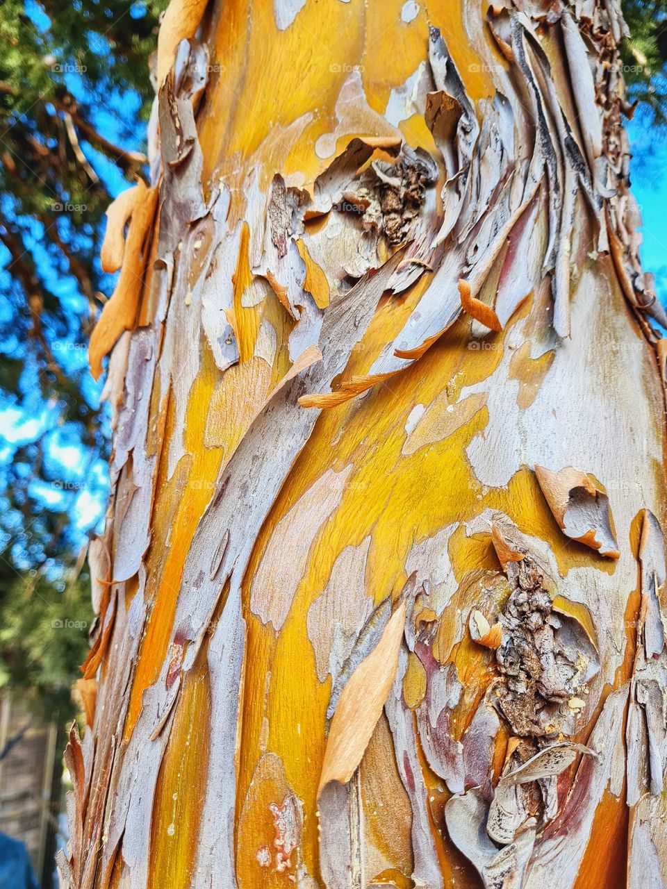close-up of a tree trunk in spring
