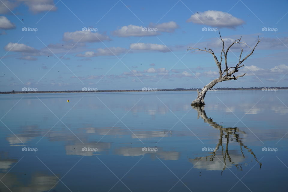 Mirror reflections of a tree