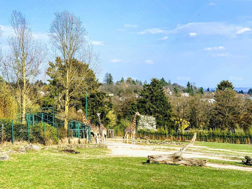 kronberg zoo, Frankfurt