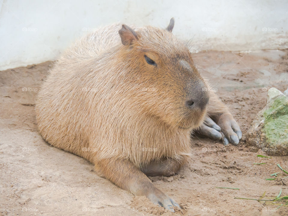The capybara (Hydrochoerus hydrochaeris) is a large rodent.
