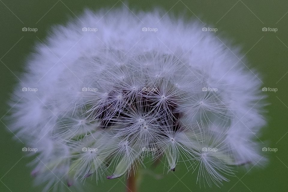 Just a weed - nature’s intricate design