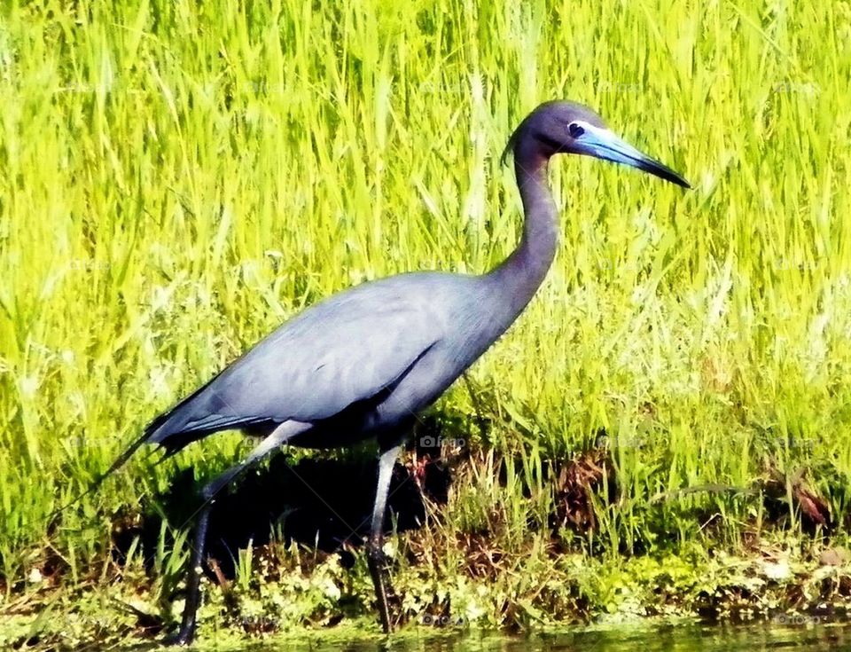 Little Blue Heron