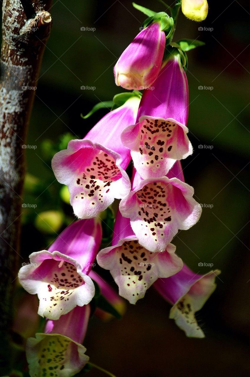 Foxglove