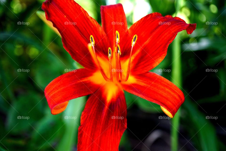 New flowers in the garden