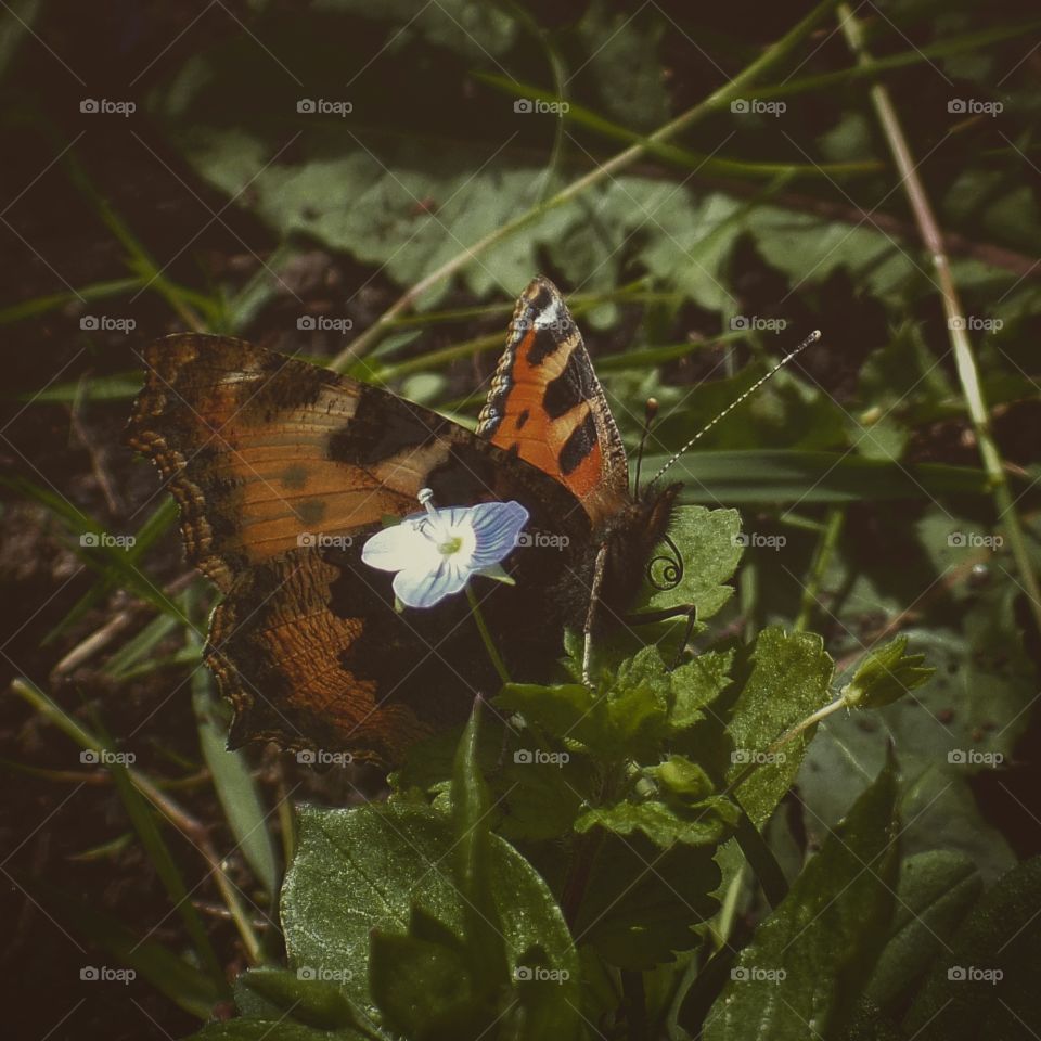 Butterfly in the garden