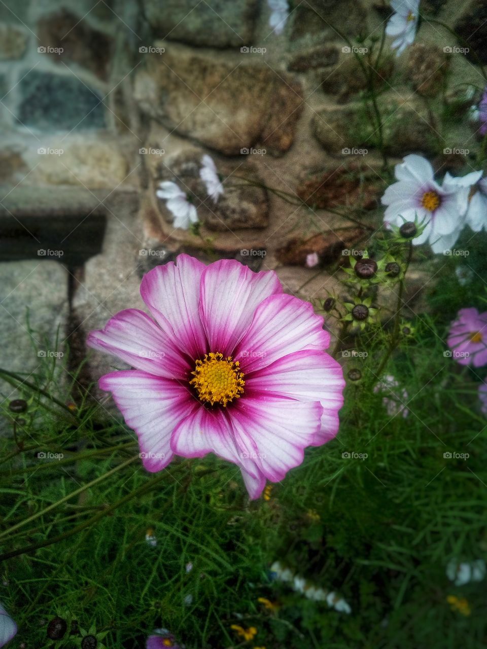 Fleur rose du jardin