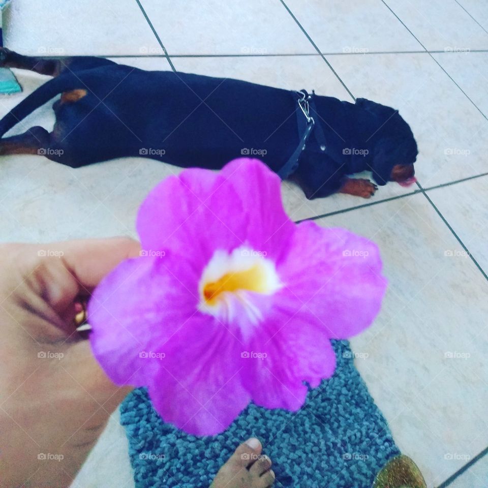 viva momentos que te dão prazer e lhe traga alegrias inexplicáveis 😍🌺🐕🍃