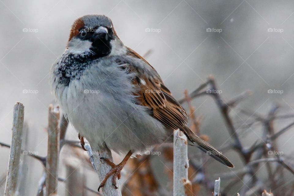 Sparrow 