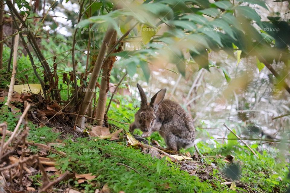 A wild rabbit in a wooded part of the city of Madrid