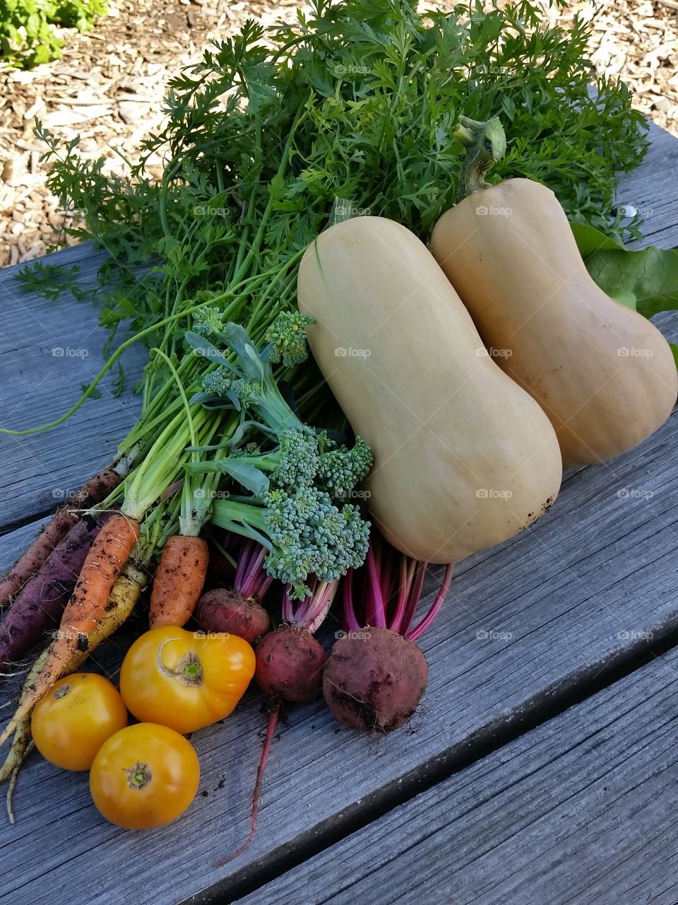 vegetable harvest