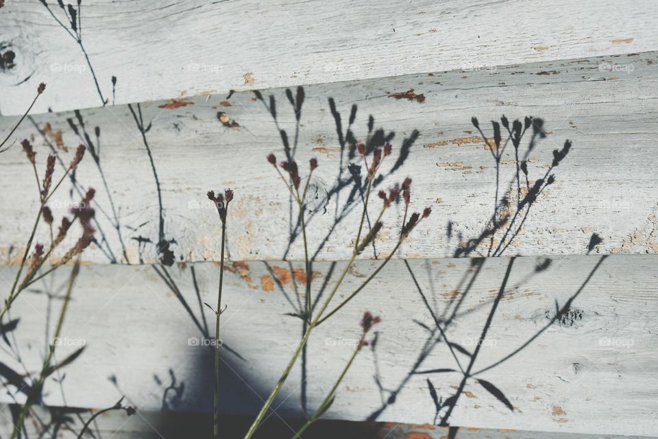 shadow of wild flowers on the wall