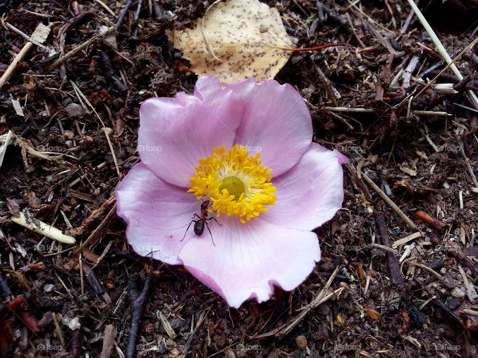 There is an ant hill close to my house. The weather has been nice so the ants have been very busy and active. I noticed that many ants makes an interesting sound.