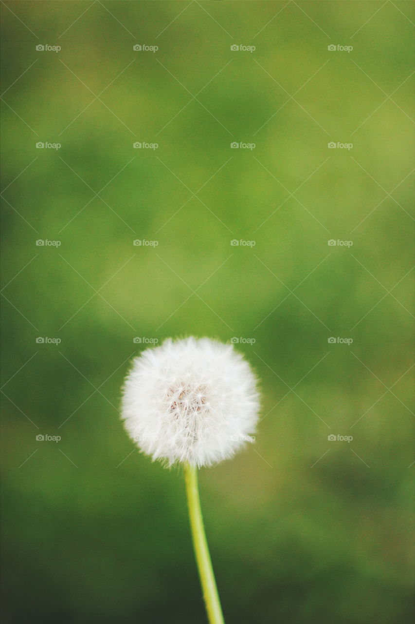 dandelion