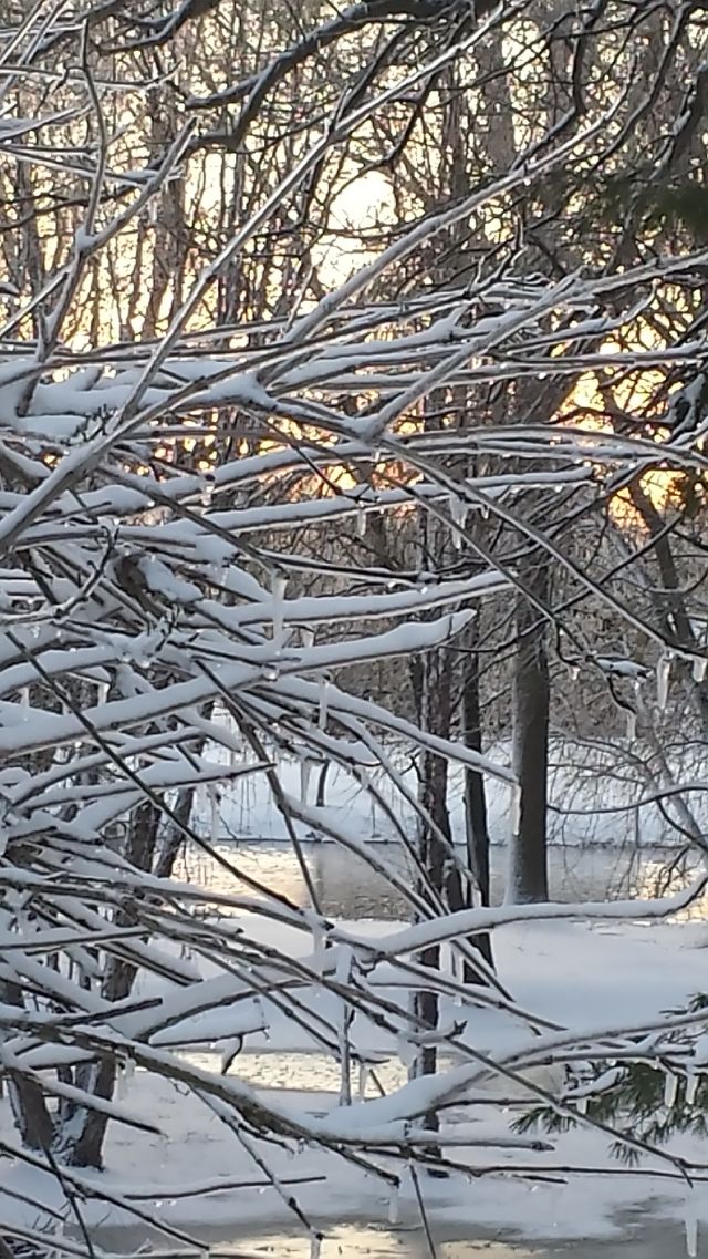 Winter Branches. Love our backyard.   makes for stunning pictures of the beauty of nature...