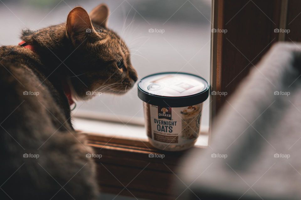 cat wants ice cream