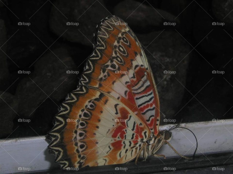 butterfly multi colour