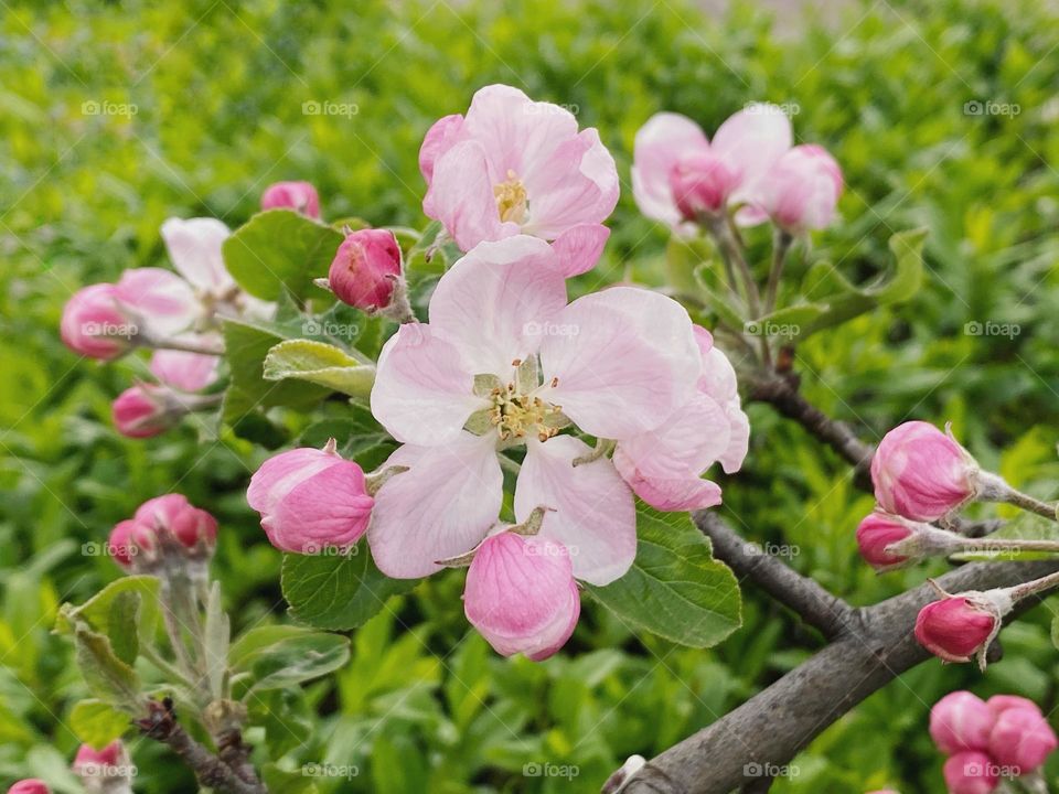 Beautiful cherry blossoms 