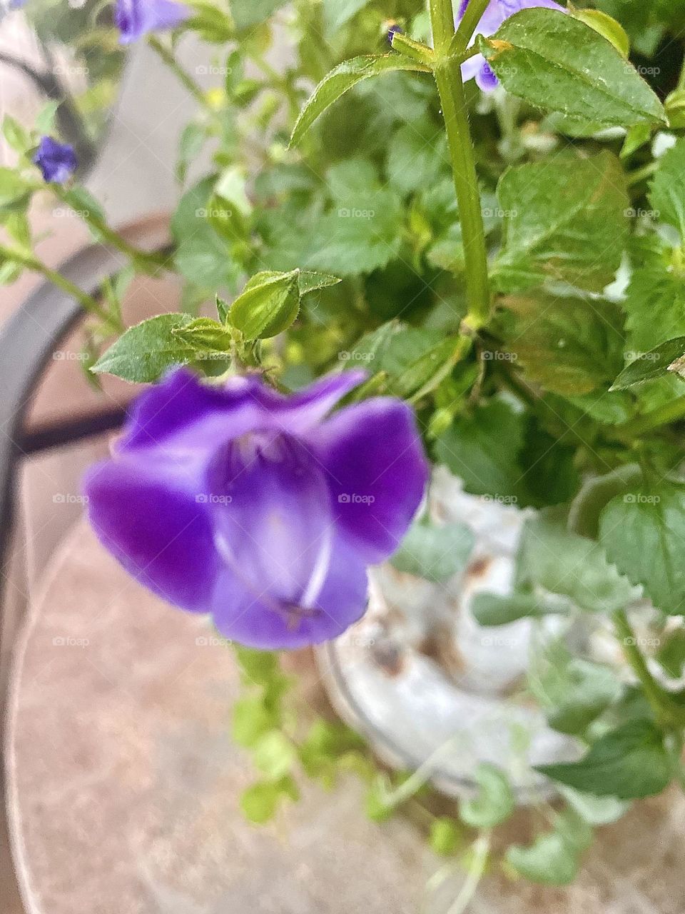 A purple flower out of focus with green stemmed leaves sits atop a terracotta tiled porch table. 