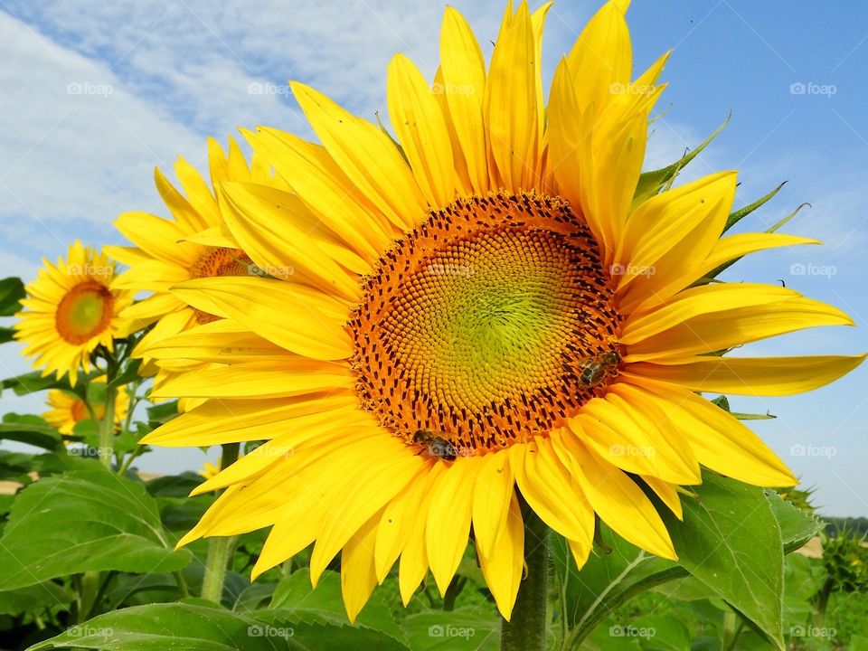 Sunflowers sunflowerfield 
