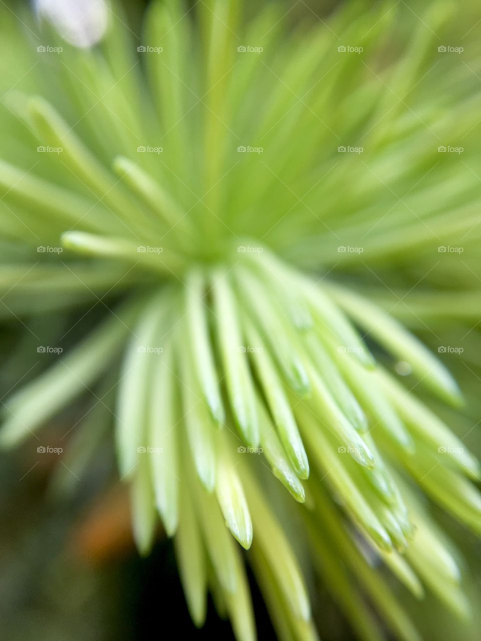 Pine's leafs