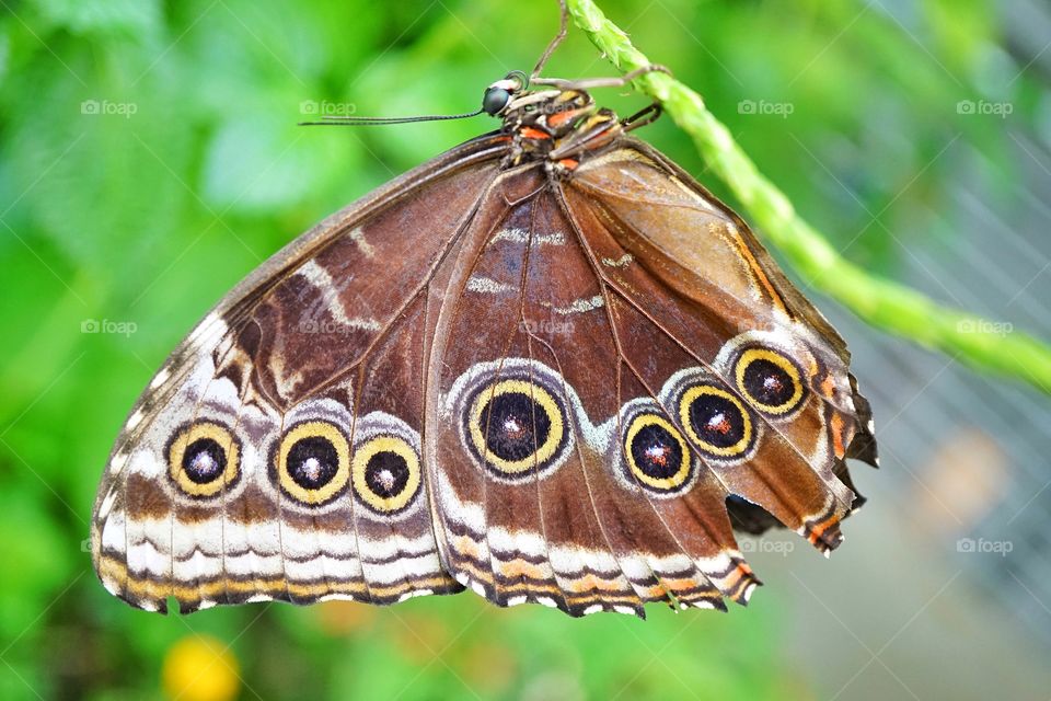 Blue Morpho Butterfly