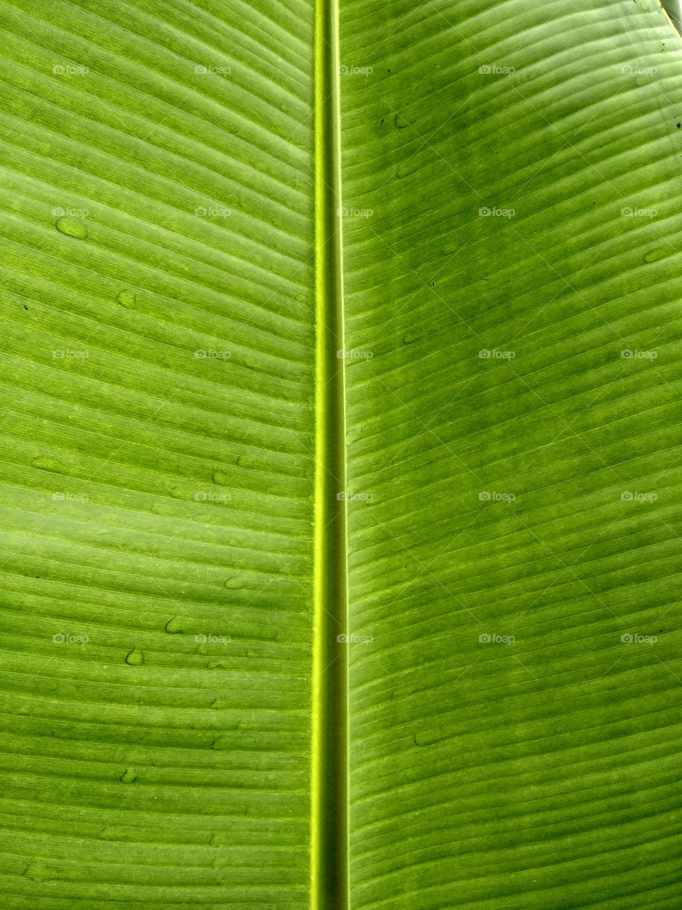 leaf