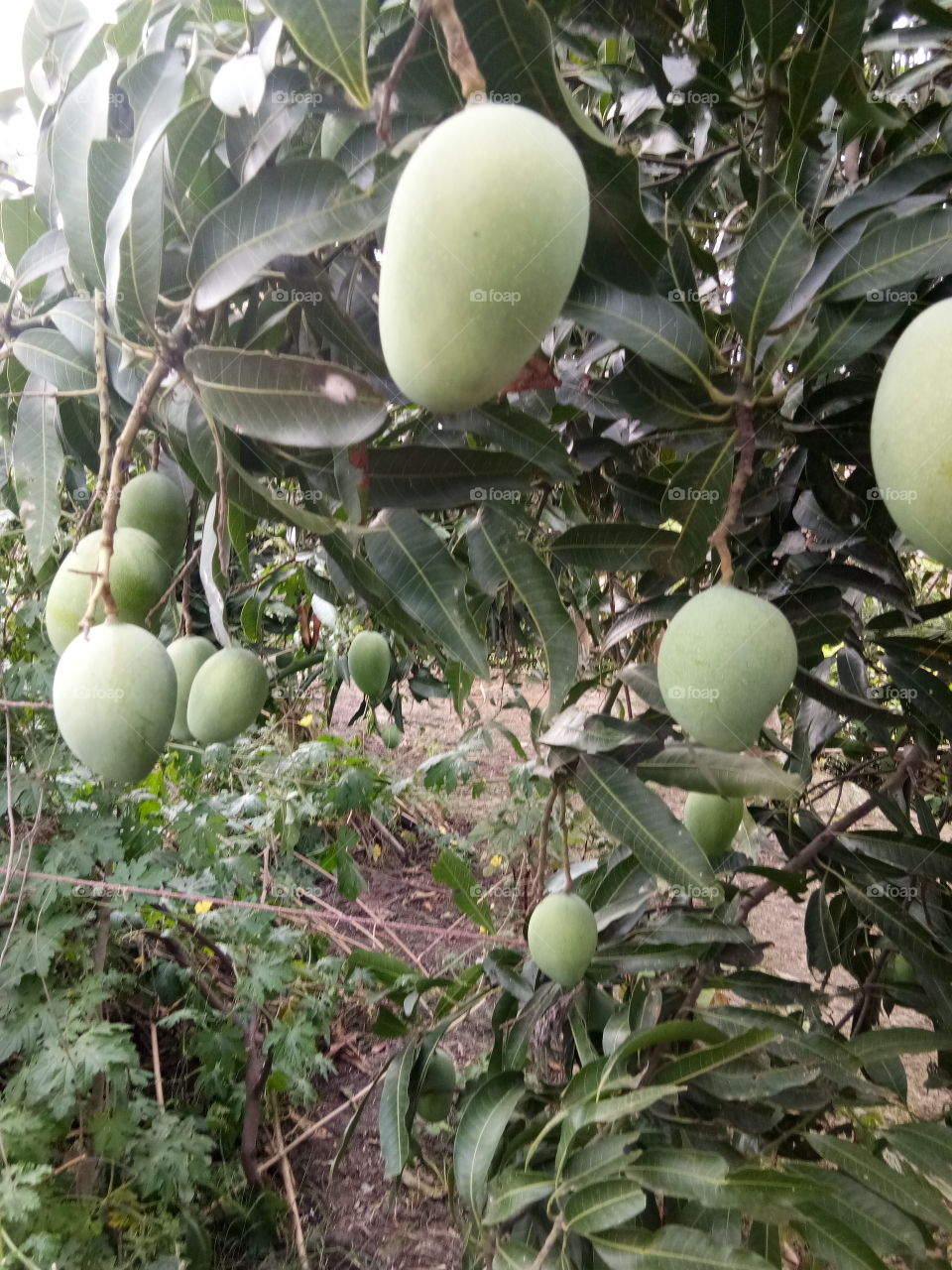 mango tree @ india