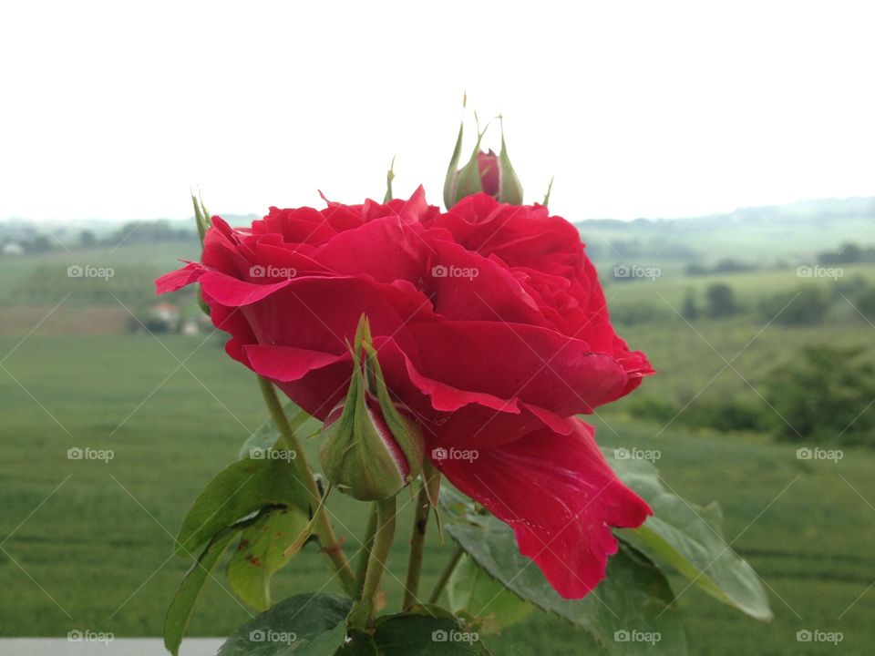 Roses ready to bloom. English roses ready to bloom in my terrace