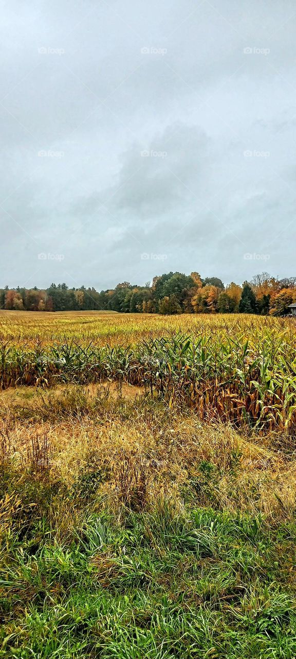 Country Corn Field