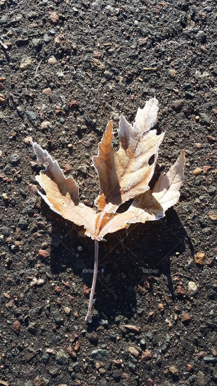 one cold leaf. one cold leaf on the pavement