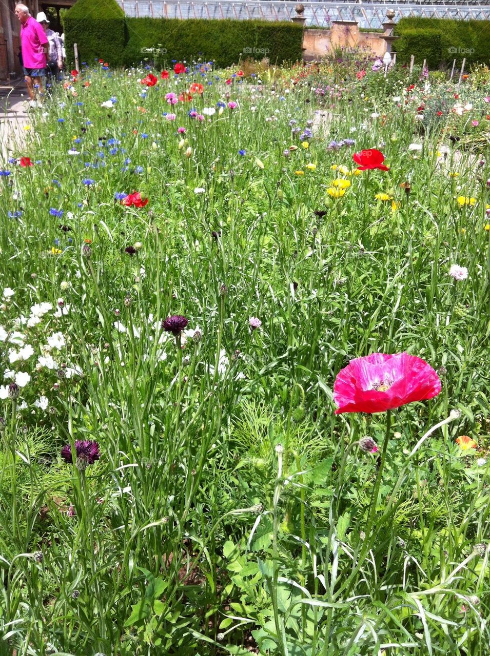 Wildflower garden