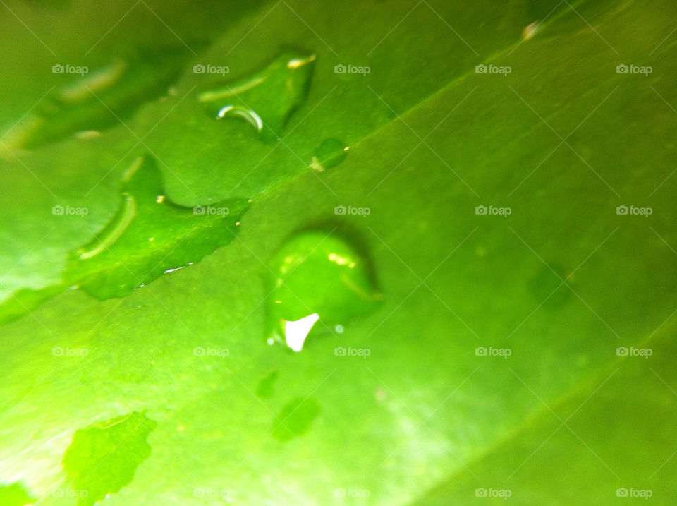 green macro leaf rain by riksen
