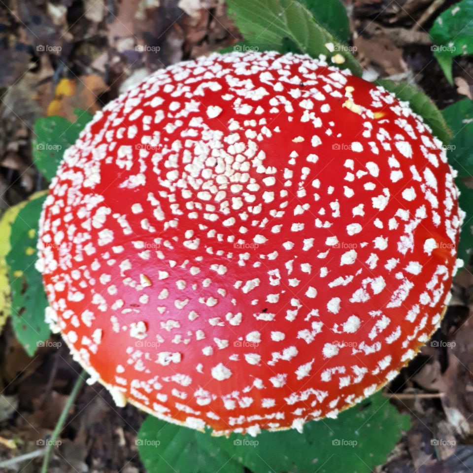 Amanita muscaria (toxic) muhara