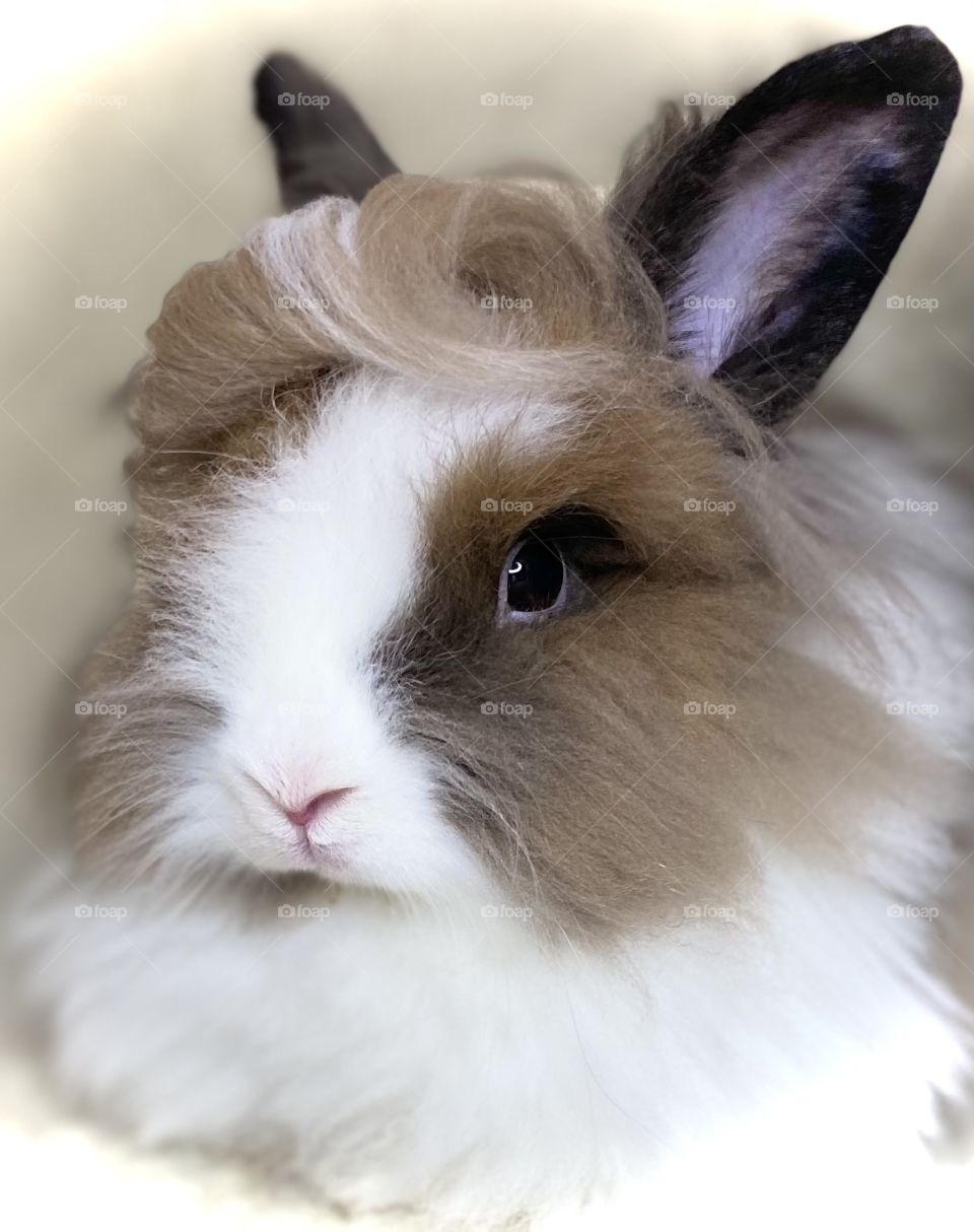Long haired fluffy white and brown lion head bunny rabbit ready for his headshots with a cute and clean comb over  