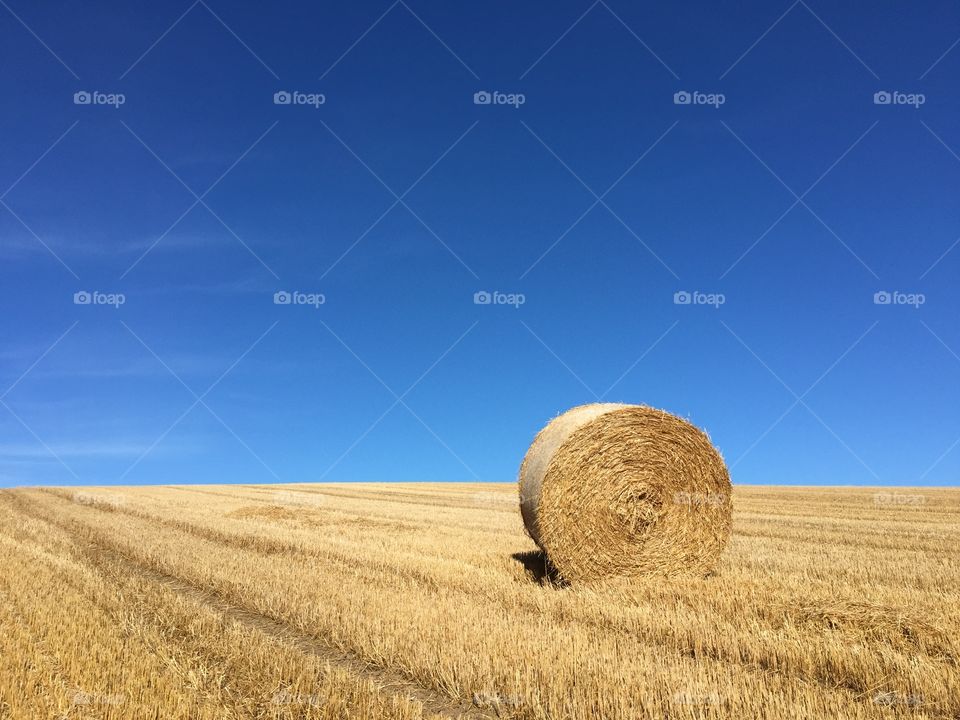 Wheat, Straw, Hay, Cereal, No Person