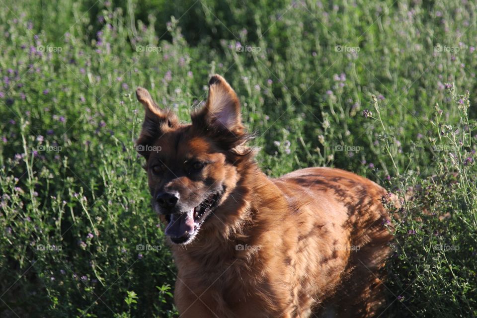 Dog on flower field