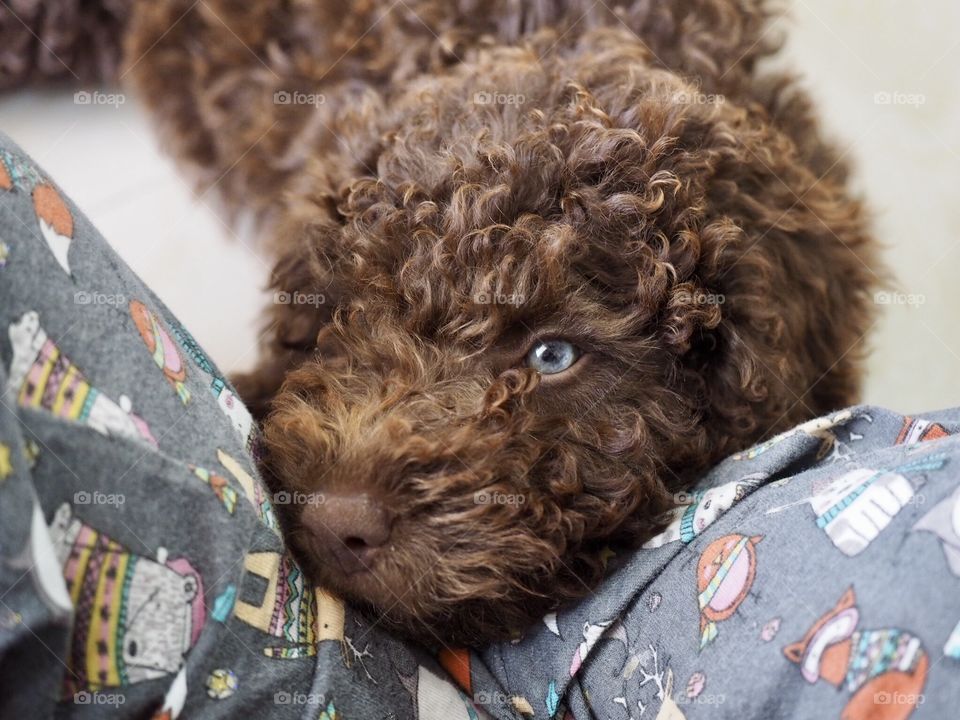 Spanish Water Dog 