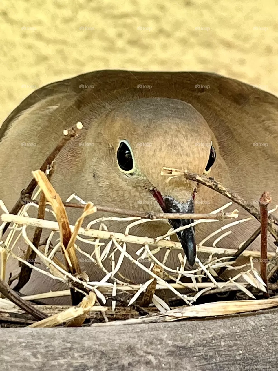 Dove