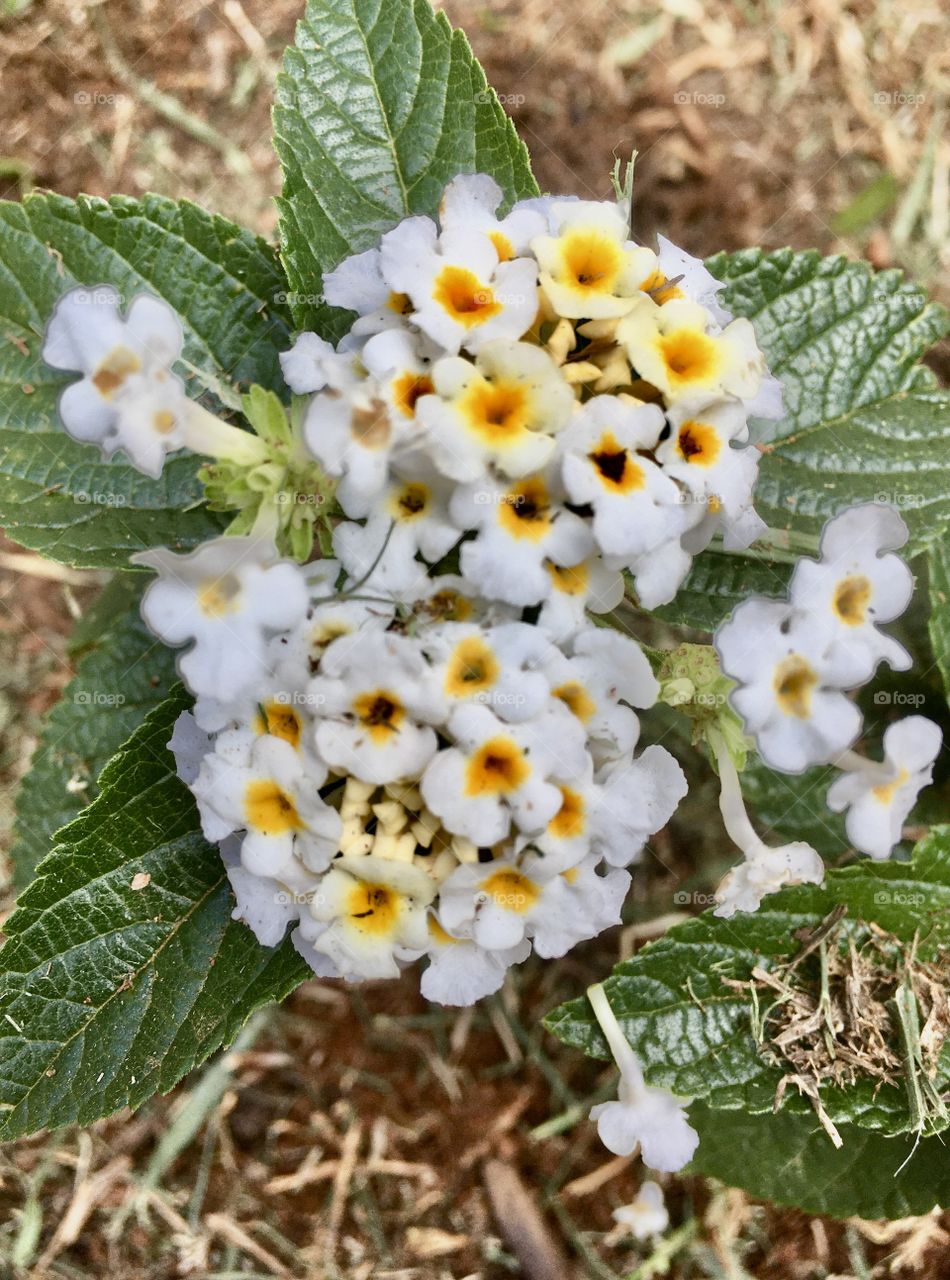 🌼 #Flores do nosso novo #jardim, para alegrar e embelezar nossa tarde!
#Jardinagem é um ótimo #passatempo!
🌸 🌹
#FOTOGRAFIAéNOSSOhobby
#flor #flowers #flower #pétalas #garden #hobby #natureza #nature #flora #photography #fotografia 